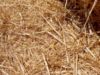 Barley Straw 8x4x3 Bales (New Season 22/23)