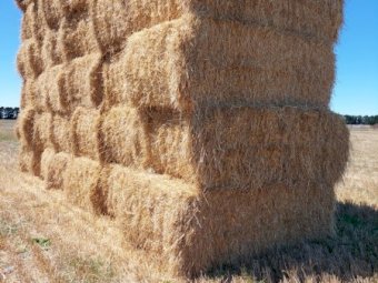 Barley Straw 8x4x3 Bales (New Season 22/23)