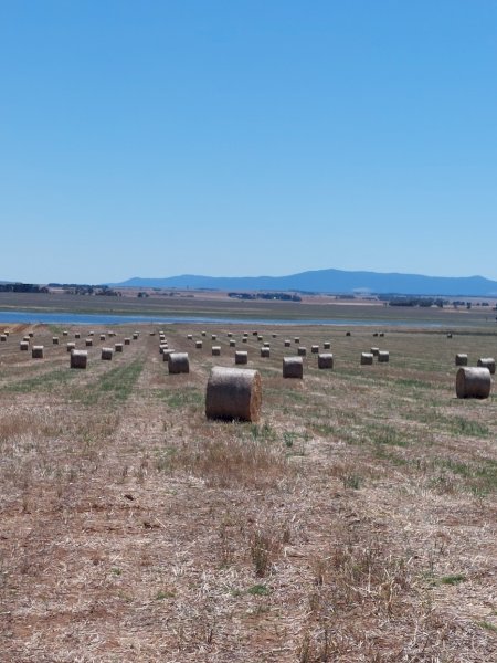 200 x Clover Hay 400kg 5x4 Rolls (New Season 22/23)