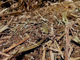 200 x Clover Hay 400kg 5x4 Rolls (New Season 22/23)