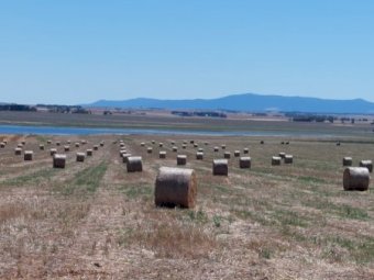 200 x Clover Hay 400kg 5x4 Rolls (New Season 22/23)