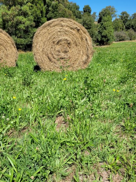 90 x Pasture Hay 5x4 Round Bales