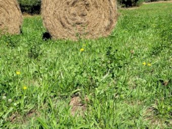 90 x Pasture Hay 5x4 Round Bales