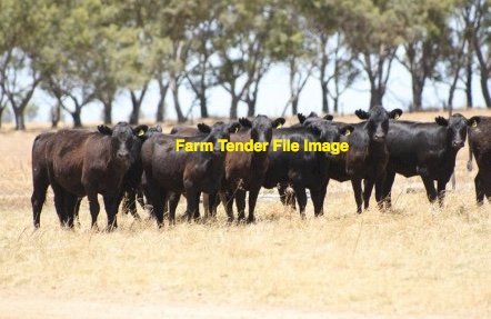 WANTED 200 to 300 Weaner Cattle