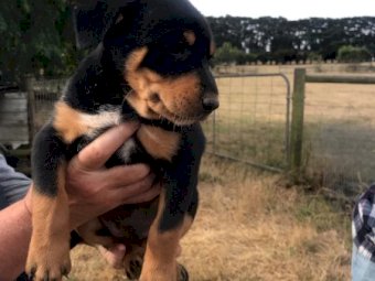 2 X Male Purebred Kelpies