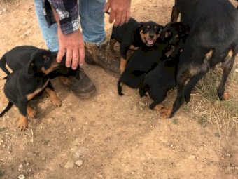 2 X Male Purebred Kelpies