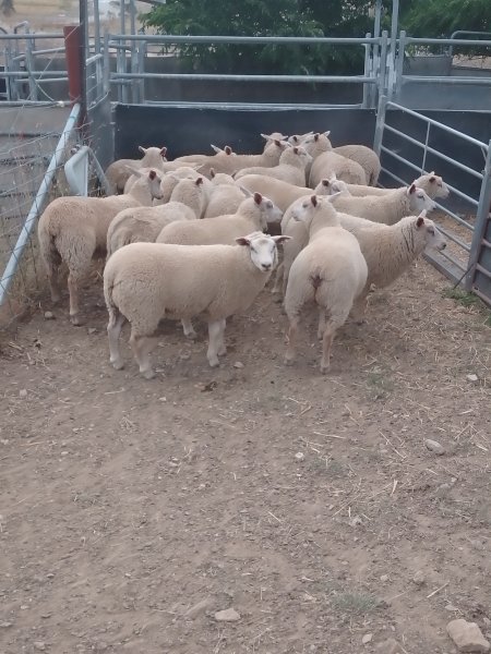 20 Charollais Ewe Lambs