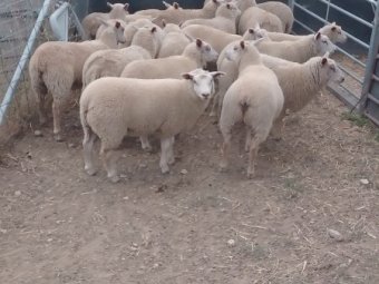 20 Charollais Ewe Lambs