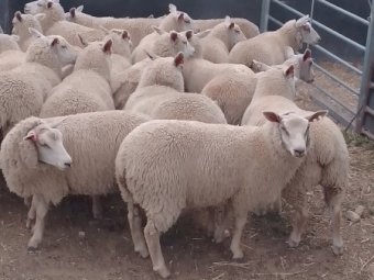 20 Charollais Ewe Lambs