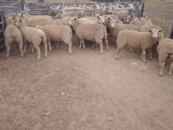 20 Charollais Ewe Lambs