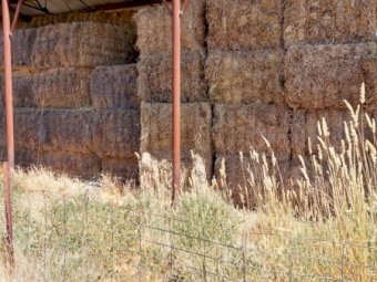 Oaten/Wheaten Hay 500kg+ 8x4x3 Bales
