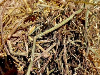 Clover Rye Hay 500kg+ 8x4x3 Bales