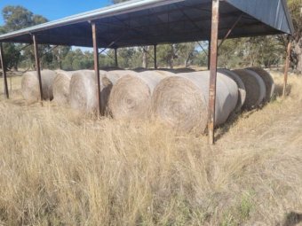 70 Pasture Hay 5 x 4 Rolls