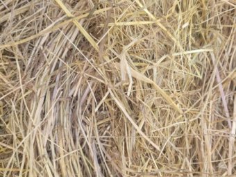 70 Pasture Hay 5 x 4 Rolls