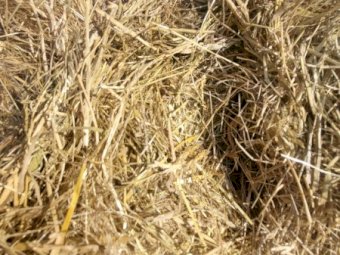 70 Pasture Hay 5 x 4 Rolls