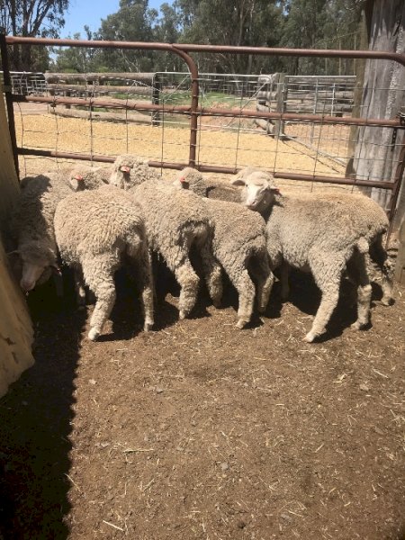 26 x Merino Lambs