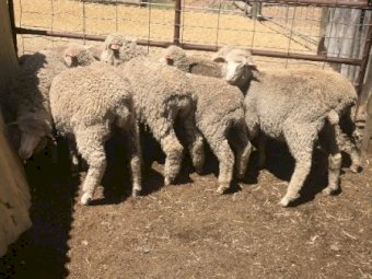 26 x Merino Lambs