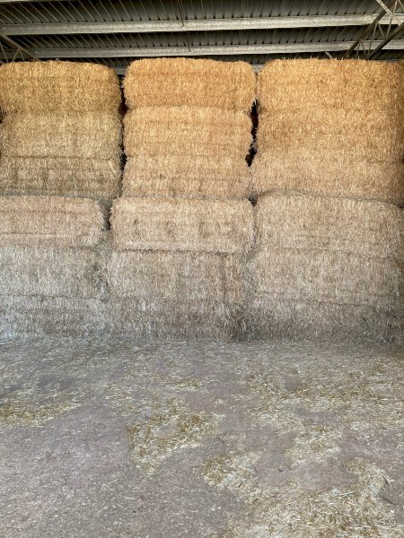 2019 Oaten Hay 8x4x3 Bales