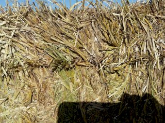 Barley Rye Hay 8x4x3 Bales (New Season 22/23)