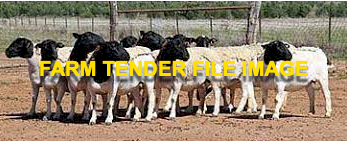 WANTED Black Headed Dorper Ewes