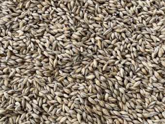 25 mt of Moby Barley Graded