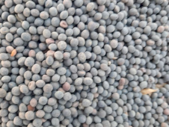 50mt Morava Vetch Seed