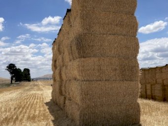 30-40mt Wheaten Straw 8x4x3 Bales (New Season 22/23)