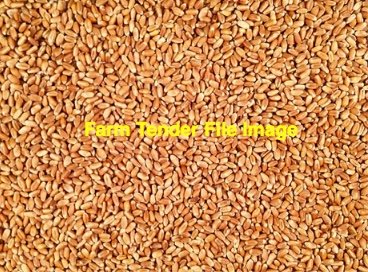 35mt Red Wheat Grain