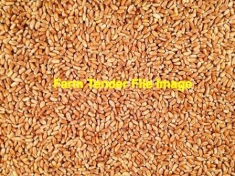 35mt Red Wheat Grain