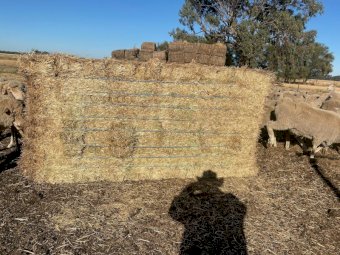 250mt Pasture Hay 650-700kg 8x4x3 Bales