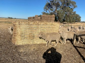 250mt Pasture Hay 650-700kg 8x4x3 Bales