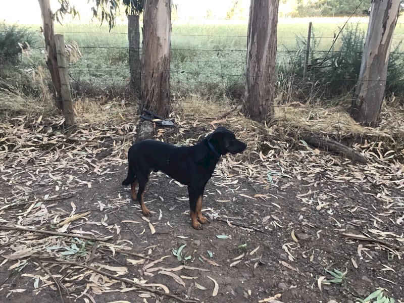 Black and Tan Kelpie
