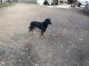 Black and Tan Kelpie
