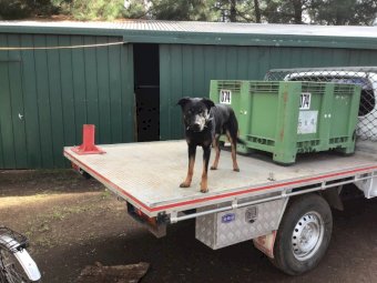 Black and Tan Kelpie