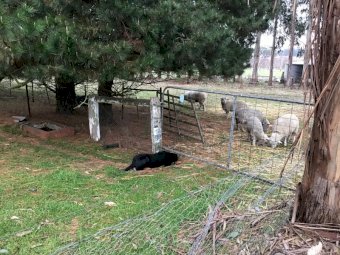 Black and Tan Kelpie