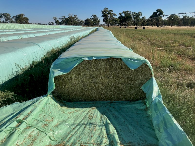 Square  tube Lucerne/Wheat Mix Haylage