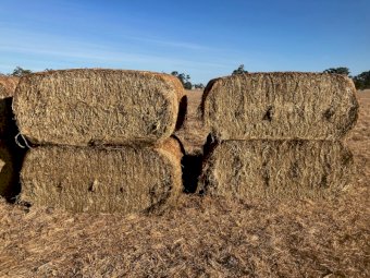 Square  tube Lucerne/Wheat Mix Haylage