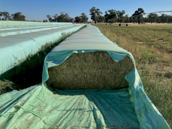 Square  tube Lucerne/Wheat Mix Haylage