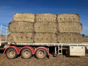 Square  tube Lucerne/Wheat Mix Haylage