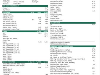 Square  tube Lucerne/Wheat Mix Haylage