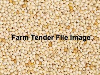 12m/t French White Millet