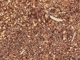 80mt Hurricane Lentils