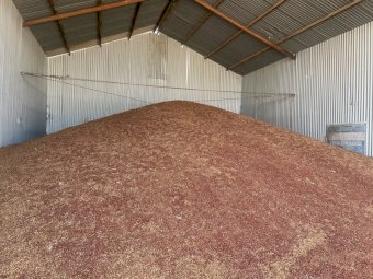 80mt Hurricane Lentils