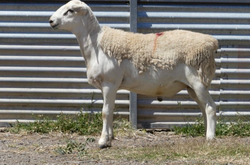 Tattykeel Red Tag Certified Ram