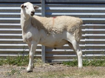 Tattykeel Red Tag Certified Ram