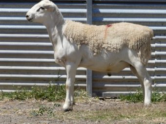 Tattykeel Red Tag Certified Ram