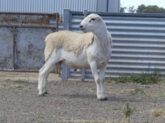 Tattykeel Red Tag Certified Ram