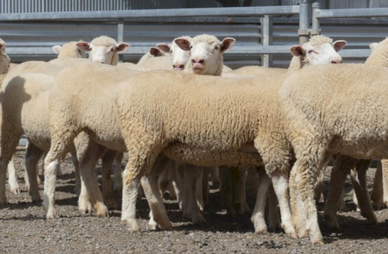 23 x Poll Dorset Ewes