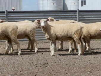 23 x Poll Dorset Ewes