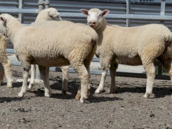 23 x Poll Dorset Ewes